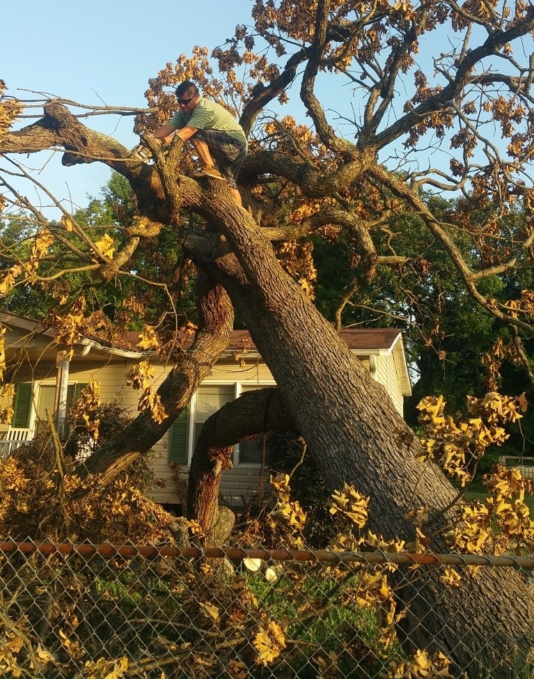 emergency tree service