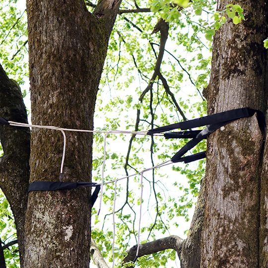 tree cabling and bracing