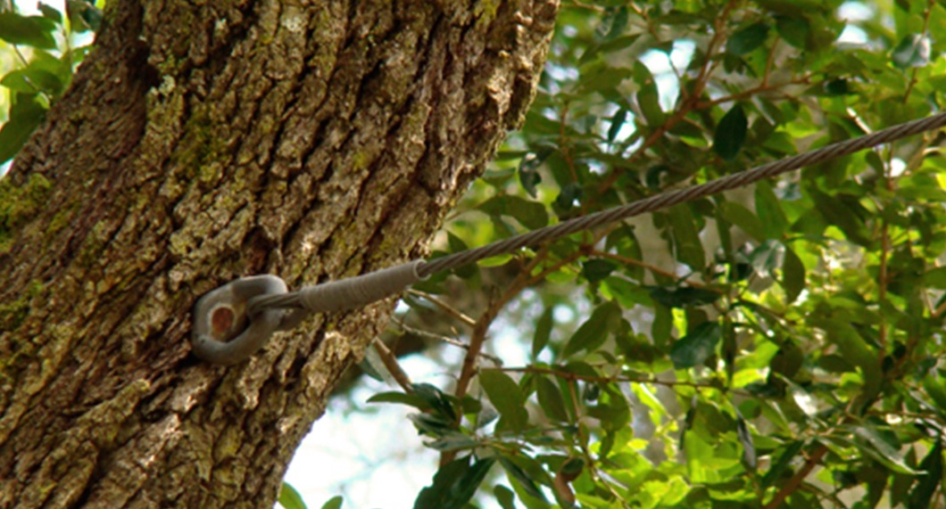 tree cabling and bracing