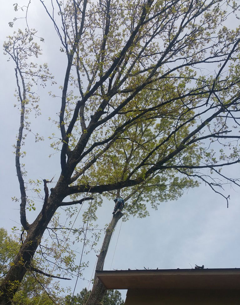 tree trimming and pruning