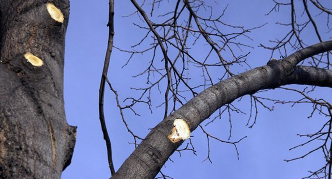 chattanooga tree pruning