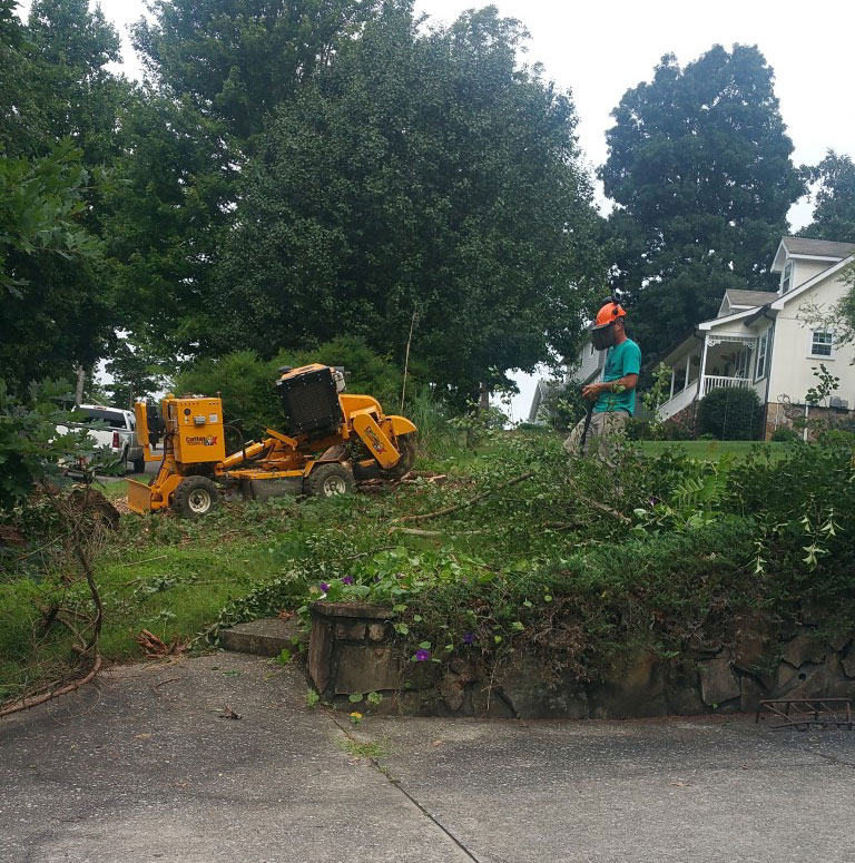 tree removal company