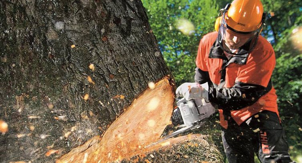 chattanooga tree removal service