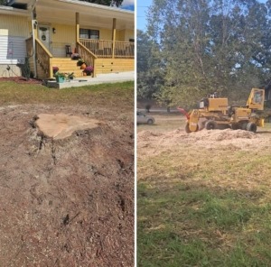 chattanooga stump removal service