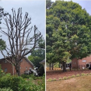 chattanooga tree pruning service
