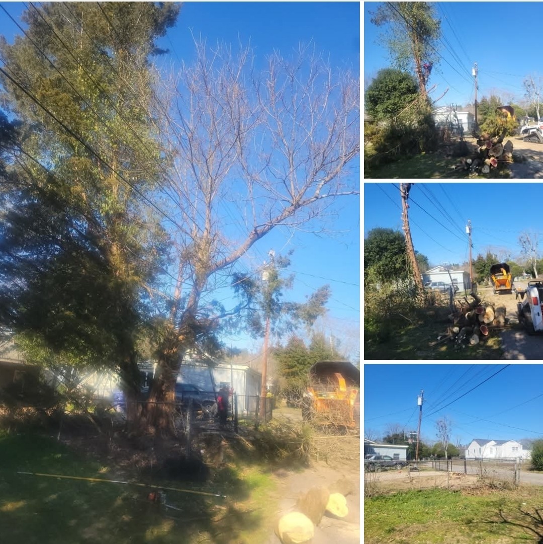 Ortiz Tree Service gallery 7